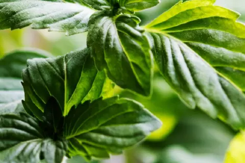header_menta