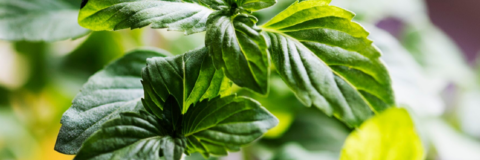 header_menta