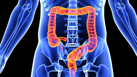 microbiota_intestinal
