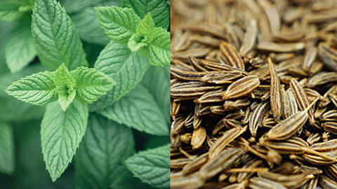 menta_piperita_y_carum_carvi