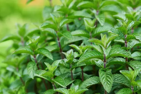 Mentha_piperita