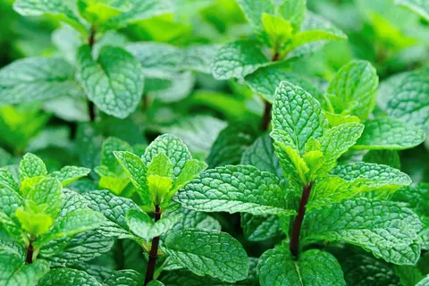 planta_mentha_piperita