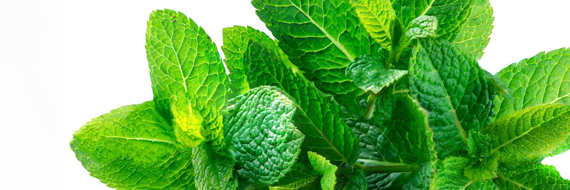 Para qué sirve la menta: Descubre sus beneficios medicinales Enterokan®